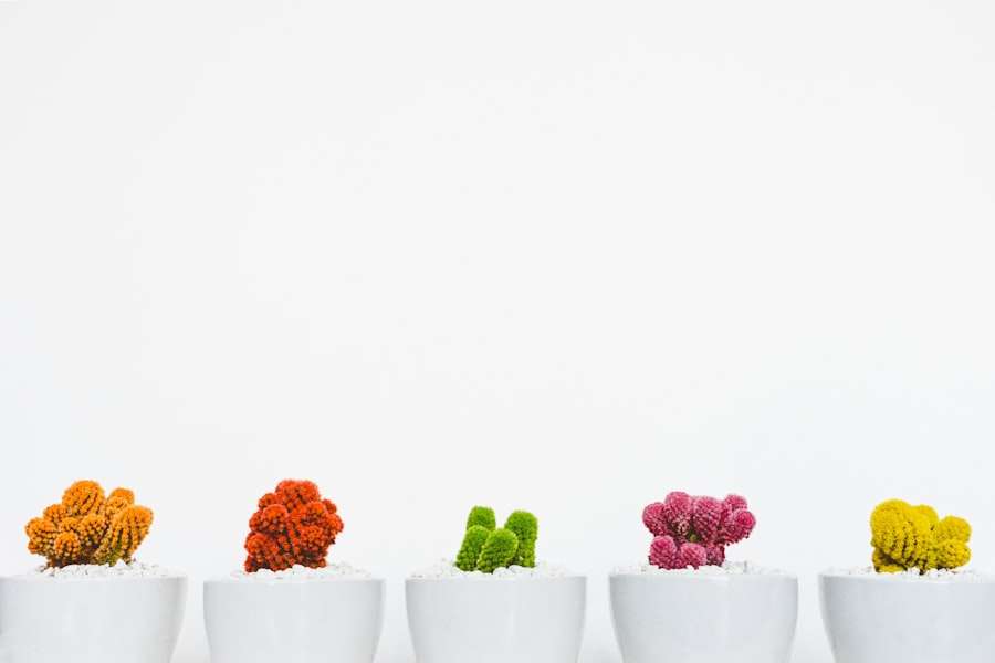 Suchmaschinenoptimierung Hannover - Fünf kleine weiße Töpfe, die jeweils einen einzigartig gefärbten Kaktus enthalten, stehen in einer Reihe vor einem schlichten weißen Hintergrund. Die Kakteenfarben sind von links nach rechts orange, rot, grün, rosa und gelb – eine perfekte Note für Ihre Webvisitenkarte. Local SEO Agentur Hannover.